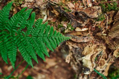 A fern branch is close-up against a background of brown foliage. A young fern. Fern leaves. Green plants in the natural landscape. Fresh green tropical foliage.