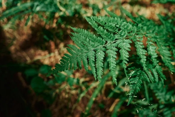 Fern Branch Close Background Brown Foliage Young Fern Fern Leaves — 스톡 사진