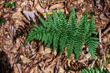 A fern branch is close-up against a background of brown foliage. A young fern. Fern leaves. Green plants in the natural landscape. Fresh green tropical foliage.