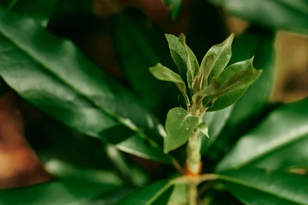 Young Rhododendron Sprouts Small Leaves Rhododendron Leaves Juicy Green Leaves — Stockfoto