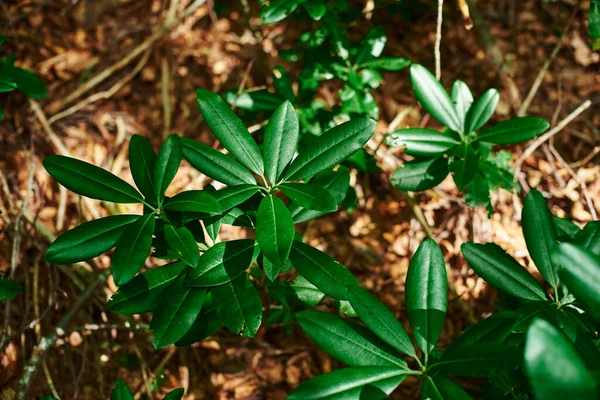 Rhododendron Leaves Juicy Green Leaves Tropical Plants Brown Background Young — Stock fotografie