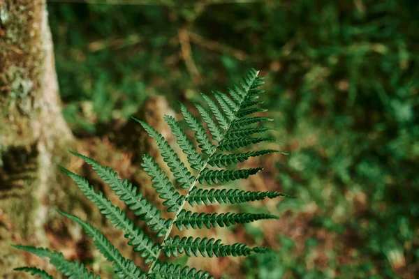 Fern Branch Green Background — Photo