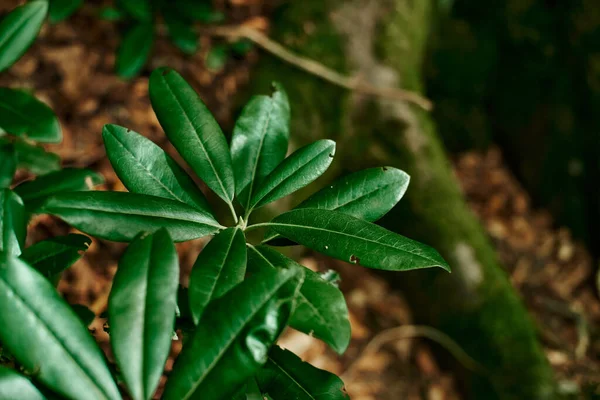 Rhododendron Leaves Juicy Green Leaves Tropical Plants Brown Background Young — Stock fotografie