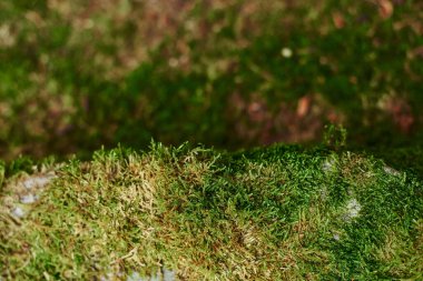 Beautiful moss close-up on the stone. Beautiful background from moss for wallpaper. Moss macro scene.