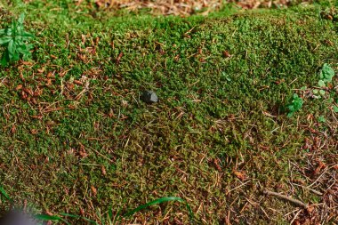 Taşın üzerinde güzel bir yosun parçası var. Duvar kağıdı için yosun harika bir arka plan. Yosun makro sahnesi.