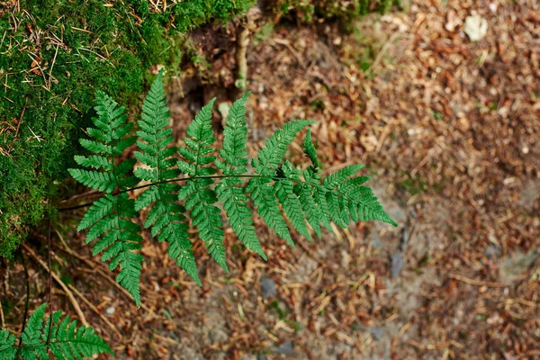 Fern Branch Close Background Brown Foliage Young Fern Fern Leaves — Stock fotografie