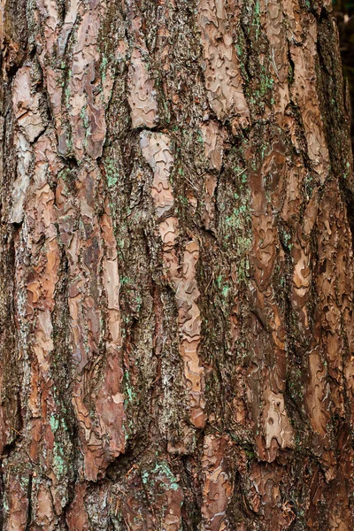 Close Close Pine Texture Brown Pine Bark — Fotografia de Stock
