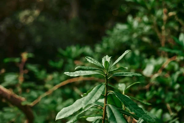 Young Rhododendron Sprouts Small Leaves Rhododendron Leaves Juicy Green Leaves — Stok fotoğraf