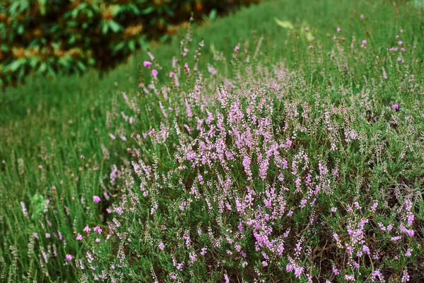 Beautiful Gentle Pink Heather Background Green Grass — Foto Stock