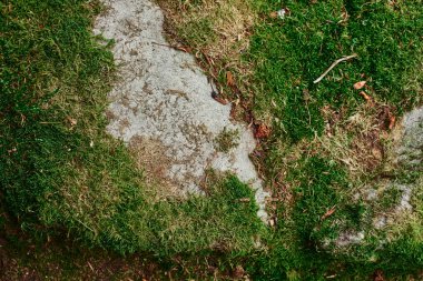 Taşın üzerinde güzel bir yosun parçası var. Duvar kağıdı için yosun harika bir arka plan. Yosun makro sahnesi.