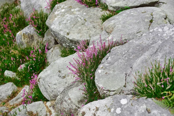 Delicate flowers of heather of purple color grow among the stones on the slide.