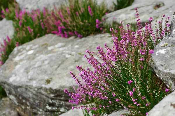 Delicate flowers of heather of purple color grow among the stones on the slide.
