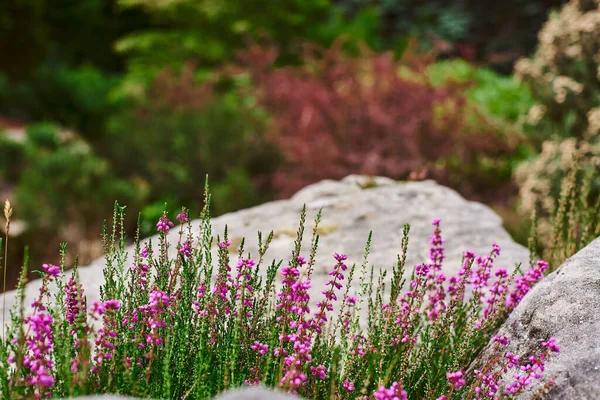 Delicate flowers of heather of purple color grow among the stones on the slide.