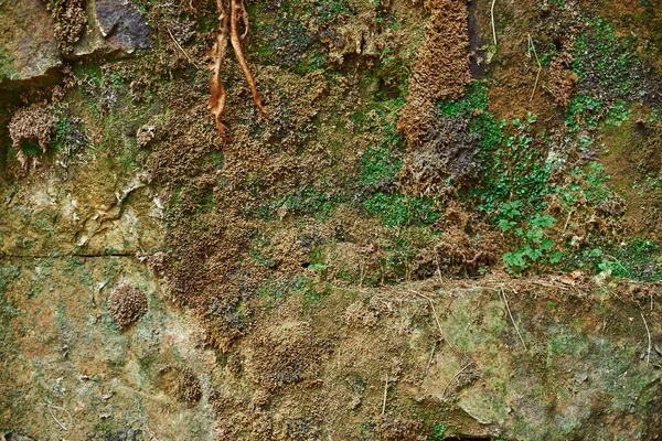 Beautiful moss close-up on the stone. Beautiful background from moss for wallpaper. Moss macro scene.