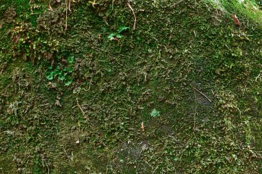 Beautiful moss close-up on the stone. Beautiful background from moss for wallpaper. Moss macro scene.