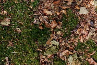 Moss 'a yaklaş. Sarı sonbahar yapraklarının olduğu ormanda yosun var. Yosun kaplı zemin. Yukarıdan görüntüle