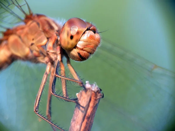 Head of dragonfly — Stock Photo, Image
