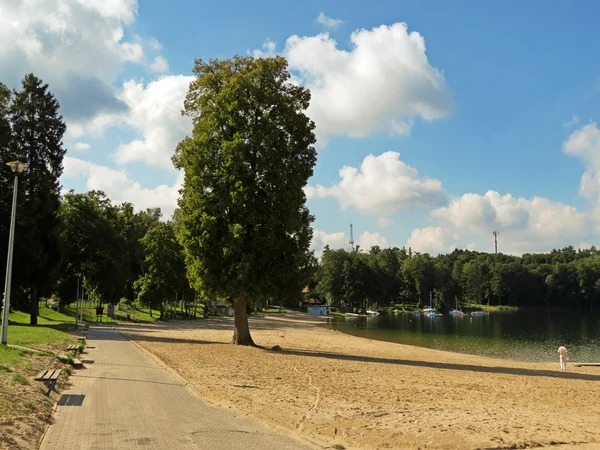 Árbol grande — Foto de Stock