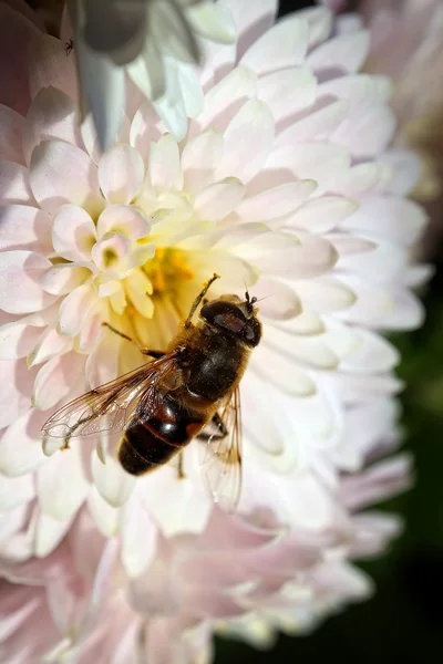 Bi på blomma — Stockfoto