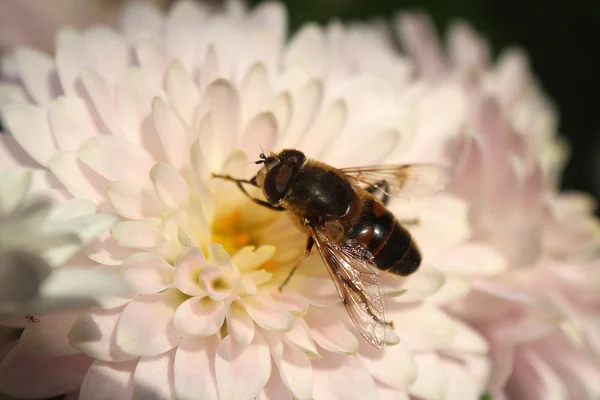 Bi och blomma — Stockfoto