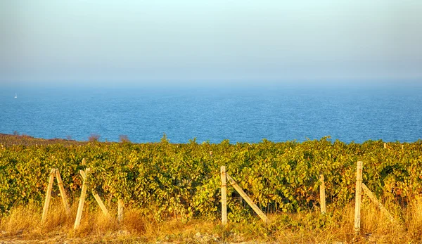 Uma vinha de vinho em França . — Fotografia de Stock