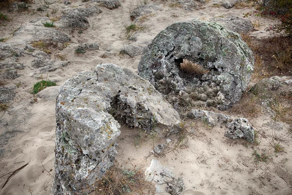 Versteend bos in de buurt van varna, Bulgarije. pobity kamni — Stockfoto