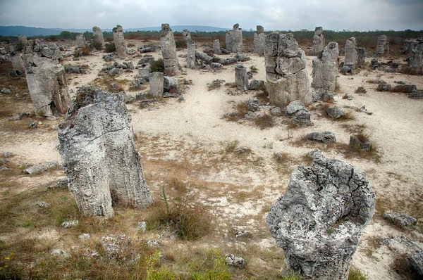 Versteend bos in de buurt van varna, Bulgarije. pobity kamni — Stockfoto