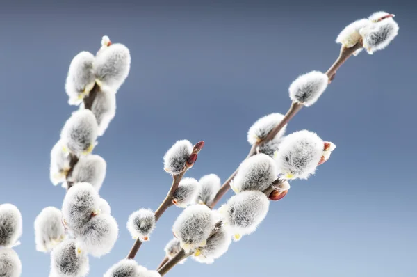 Schöne Muschi Weide Blumen Zweige — Stockfoto