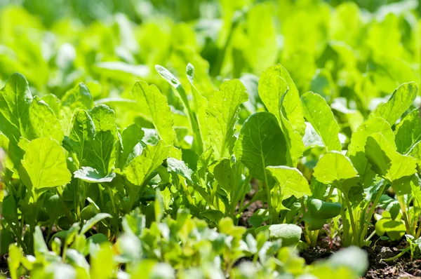 Cultivo de saladas — Fotografia de Stock