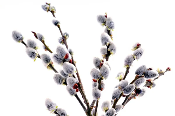 Beautiful pussy willow flowers branches — Stock Photo, Image