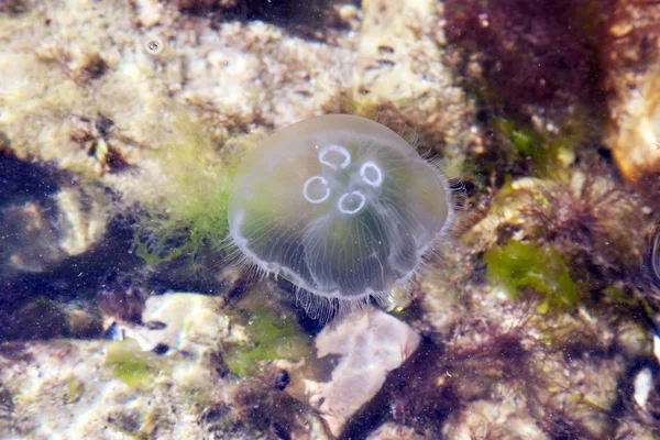 Kwallen in het water — Stockfoto