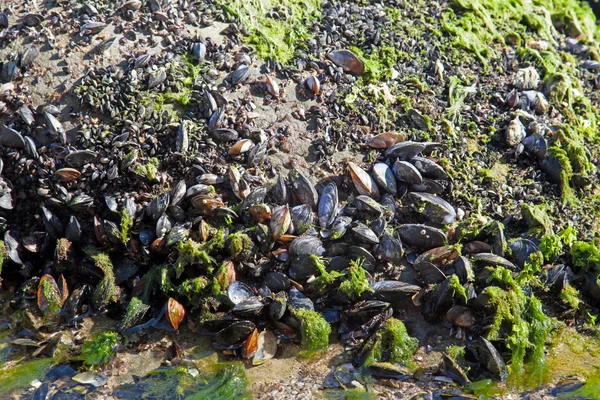 Conchas de mexilhão em uma praia — Fotografia de Stock