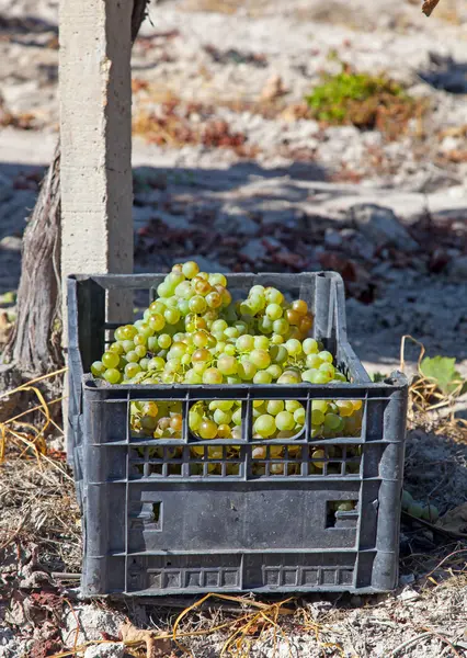 A wine vineyard in France — Stock Photo, Image