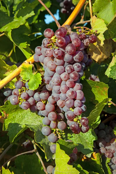 Un vignoble de vin en France — Photo