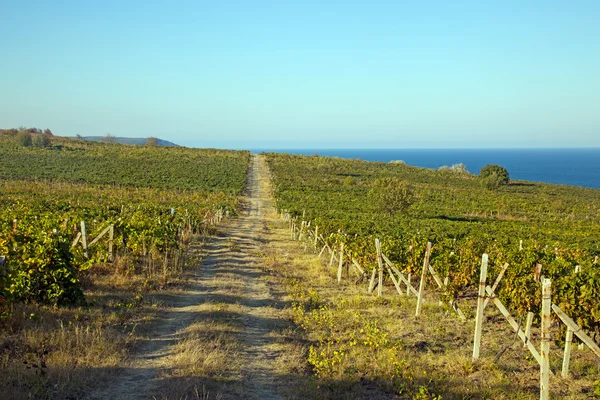 O podgorie de vin în Franța — Fotografie, imagine de stoc