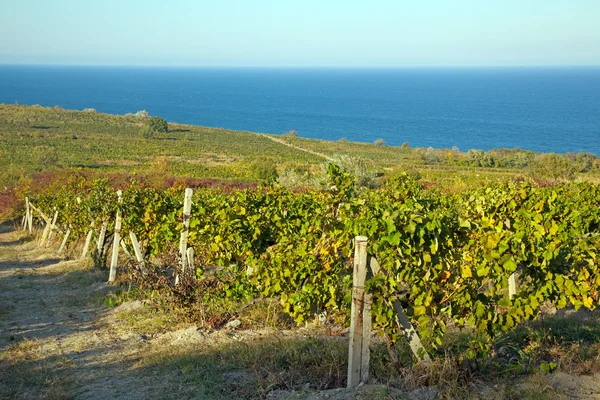Uma vinha de vinho em França — Fotografia de Stock