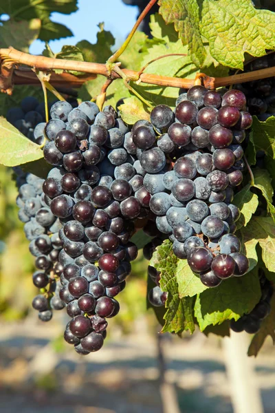 A wine vineyard in France — Stock Photo, Image