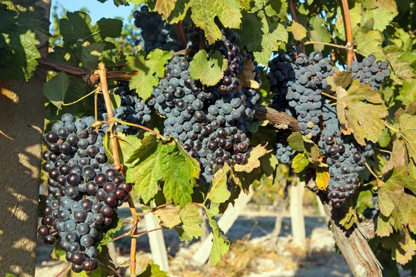 En vin vingård i Frankrike — Stockfoto