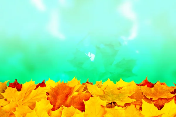 Hojas de arce de otoño colorido — Foto de Stock