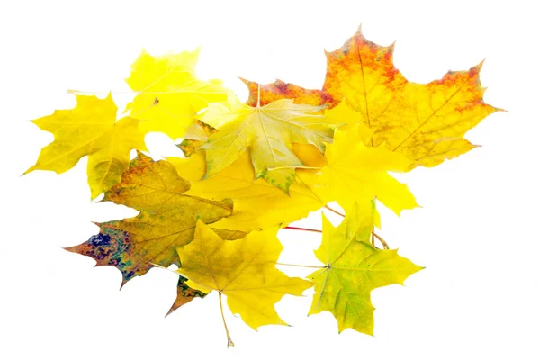 Heap of autumn leaves isolated on white background — Stock Photo, Image