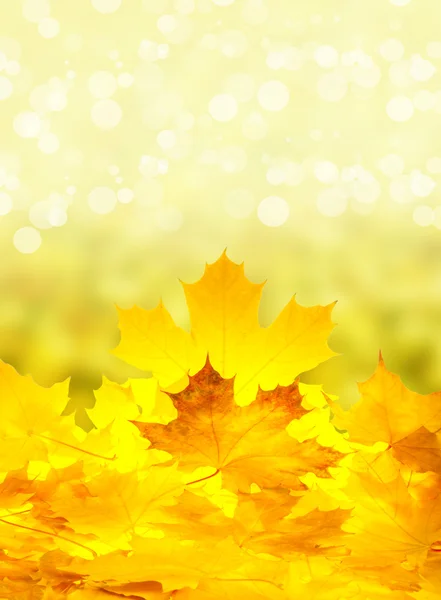 Colorful fall maple leaves — Stock Photo, Image