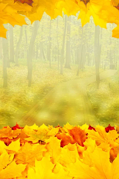 Beautiful autumn background with maple leaves — Stock Photo, Image