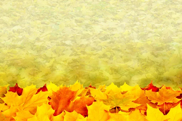 美丽的秋天背景，枫叶丛生 — 图库照片