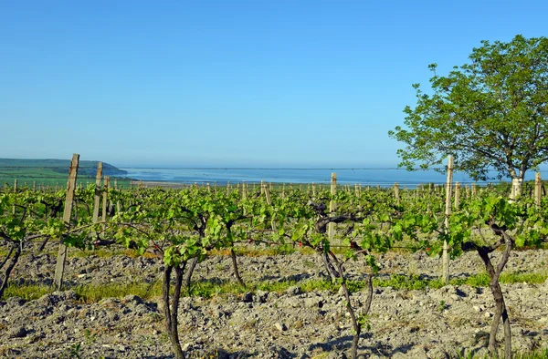 Ряды молодого винограда в сельской местности — стоковое фото