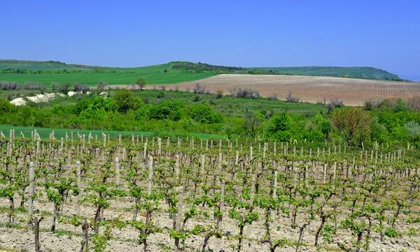 Filas de uvas jóvenes en el campo — Foto de Stock