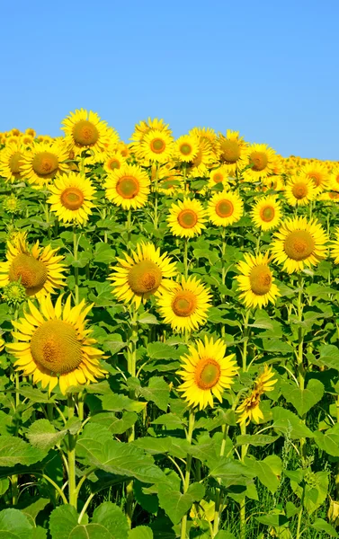 Un hermoso campo de girasol — Foto de Stock