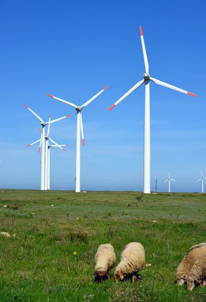 Får och baggar i fältet mot vindkraftverk — Stockfoto