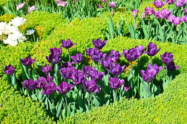 Schöne Tulpen in einem botanischen Garten — Stockfoto