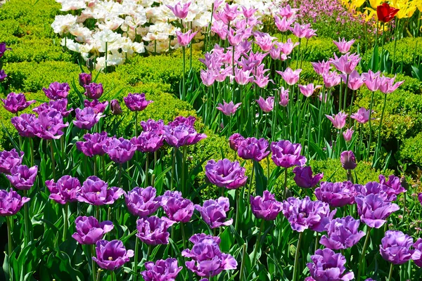 Beautiful tulips in a botanical garden — Stock Photo, Image