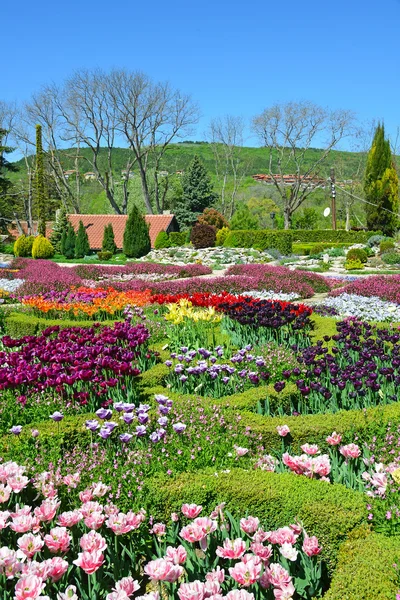 Beautiful tulips in a botanical garden — Stock Photo, Image